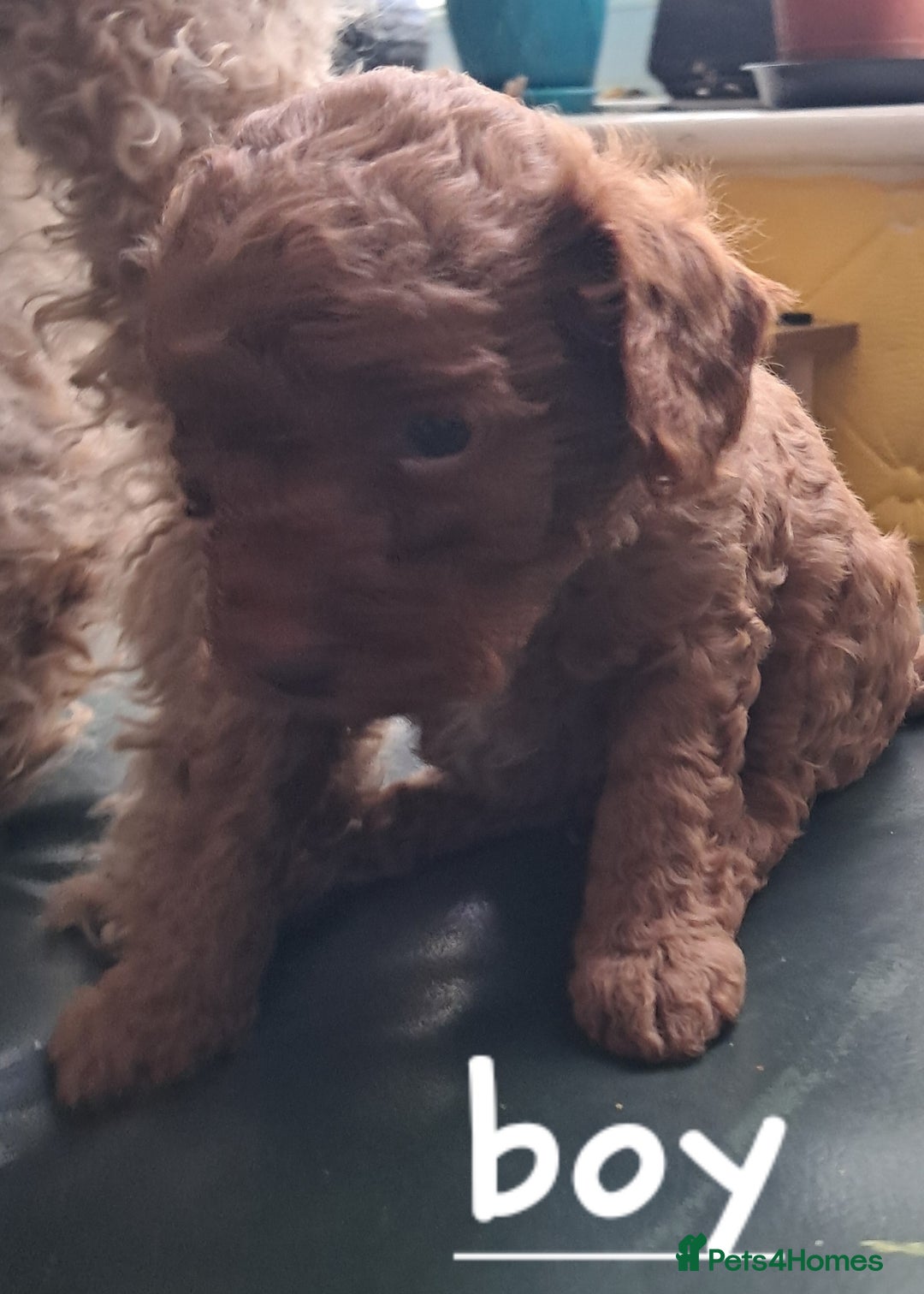 Cockapoo dogs for sale: 4 beautiful and bold miniature cockapoo (f2) pups. - Image 3