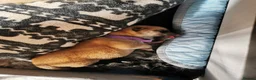 Japanese Shiba Inu dogs for sale: 5 Beautiful Shiba puppies looking for their home - Advert 10
