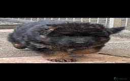 German Shepherd dogs for sale: 💥Champion🩸line KC Reg GermanShepherd puppy’s GSD - Image 27