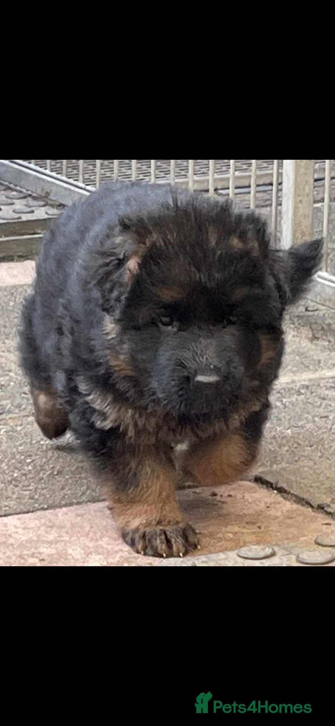 German Shepherd dogs for sale: 💥Champion🩸line KC Reg GermanShepherd puppy’s GSD - Image 27