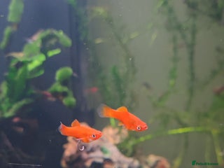Live Bearers fish - Advert 23