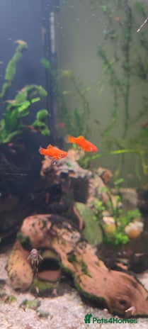 Live Bearers fish - Advert 11