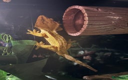 Gecko reptiles for sale: Crested gecko and enclosure  - Image 1