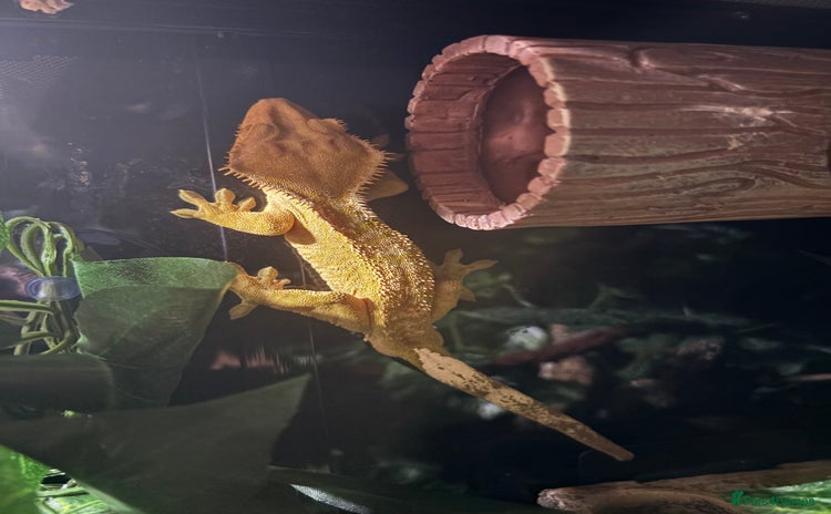 Gecko reptiles - Advert 1
