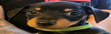 Green boy
