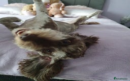 Cockapoo dogs for sale: Brown merle cockapoo girl 1 year 7 months old - Image 15