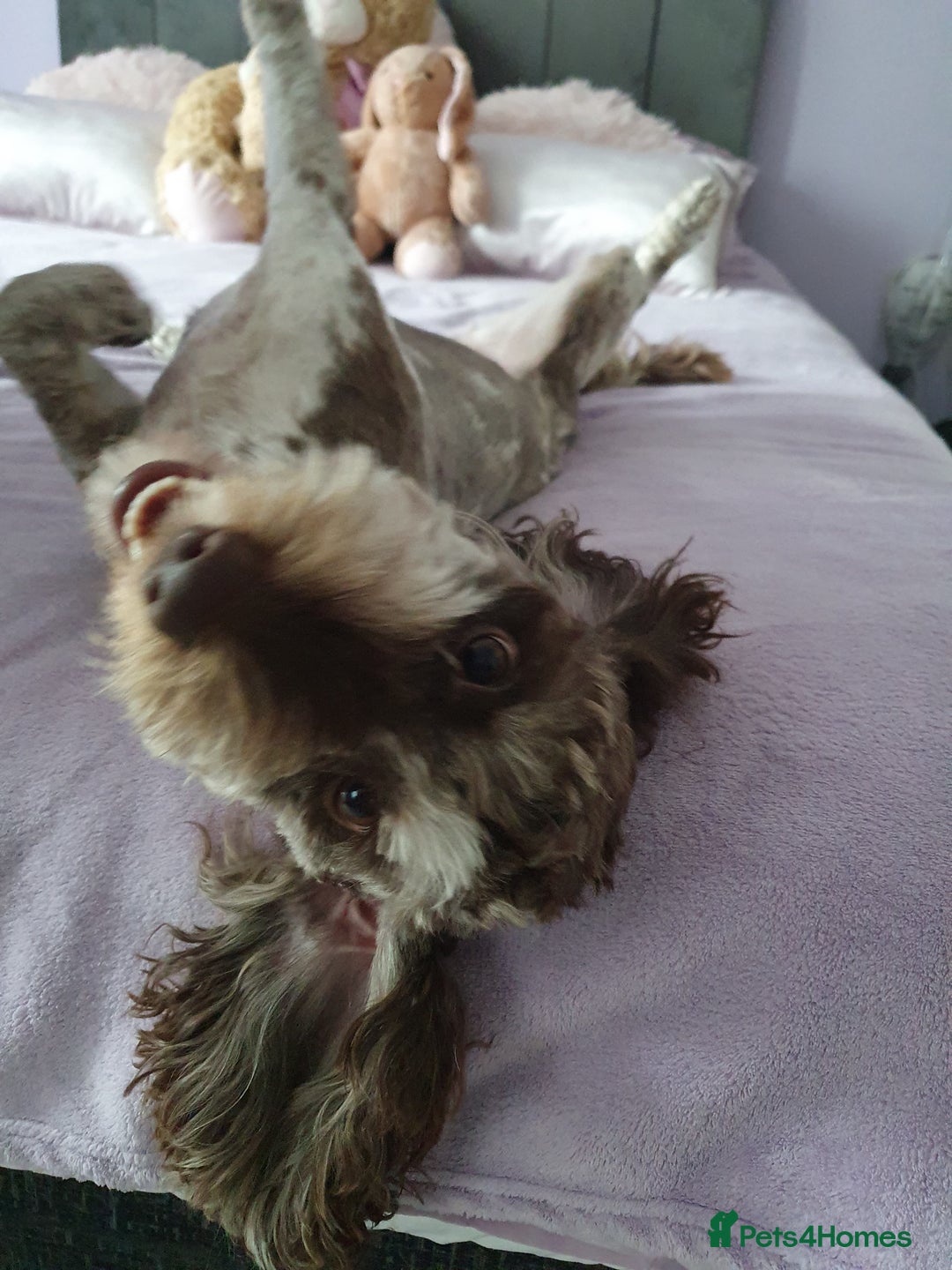 Cockapoo dogs for sale: Brown merle cockapoo girl 1 year 7 months old - Image 15