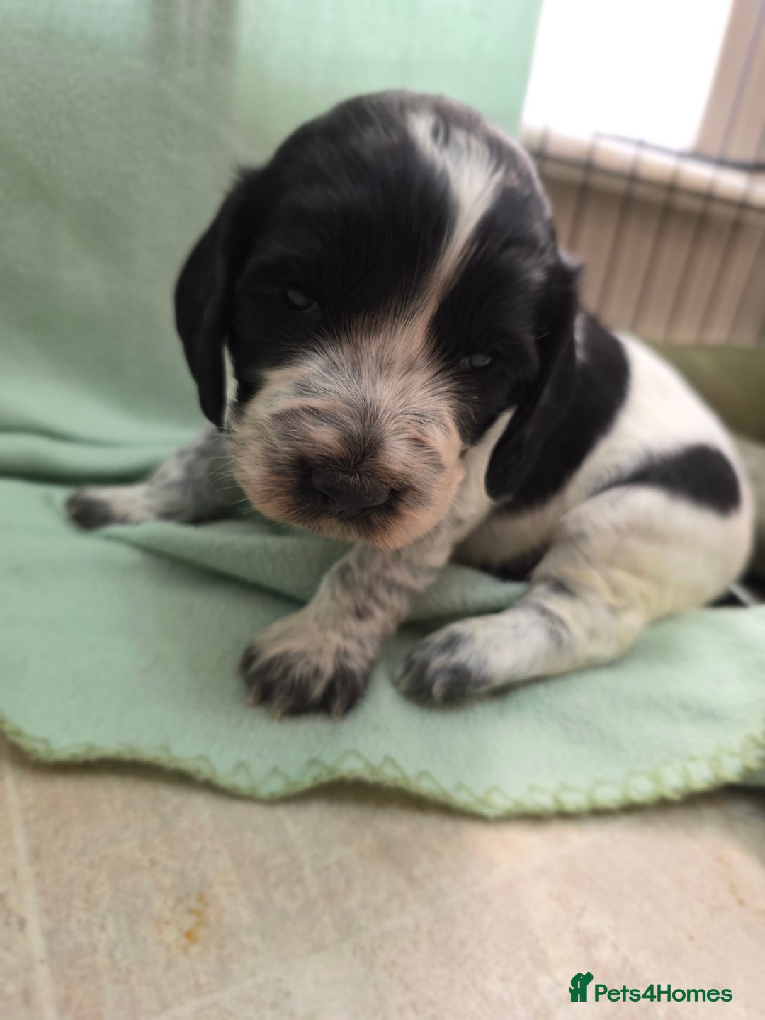 Cocker Spaniel dogs for sale: 1 left Working coker spaniel  - Advert 24
