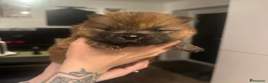 Chow Chow Puppy 3