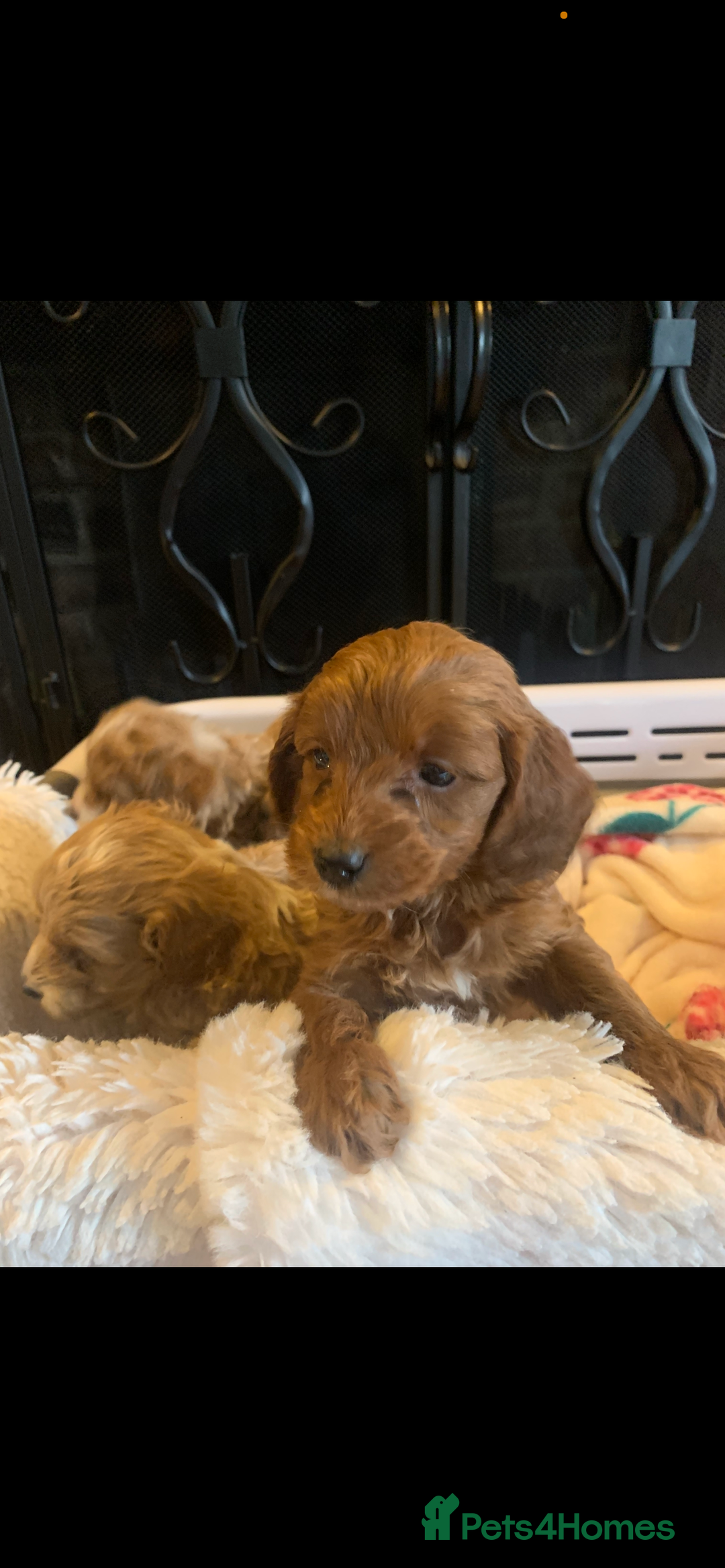 Cockapoo dogs for sale: F1b cockapoo  - Advert 14