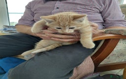 British Shorthair cats for sale: British Short haired kittens - Image 2