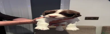 English Springer Spaniel Puppy 1