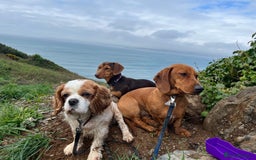 Dachshund dogs for sale: Dachshund Pups need new home - Image 7
