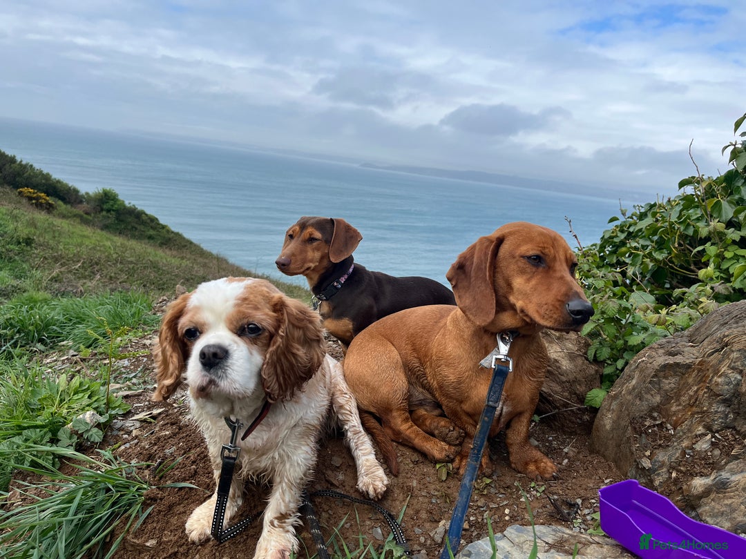 Dachshund dogs for sale: Dachshund Pups need new home - Image 7