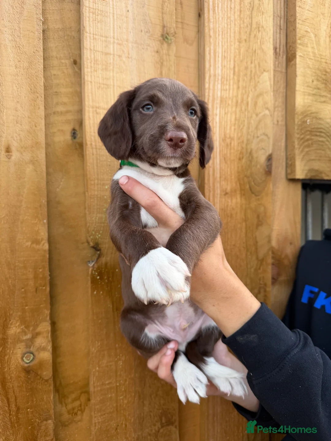Mixed Breed dogs for sale: Bedlington whippet x springer spaniel puppys - Advert 27