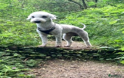 Bedlington Terrier dogs for stud: KC Registered Bedlington Terrier Stud in Ferryhill - Image 7
