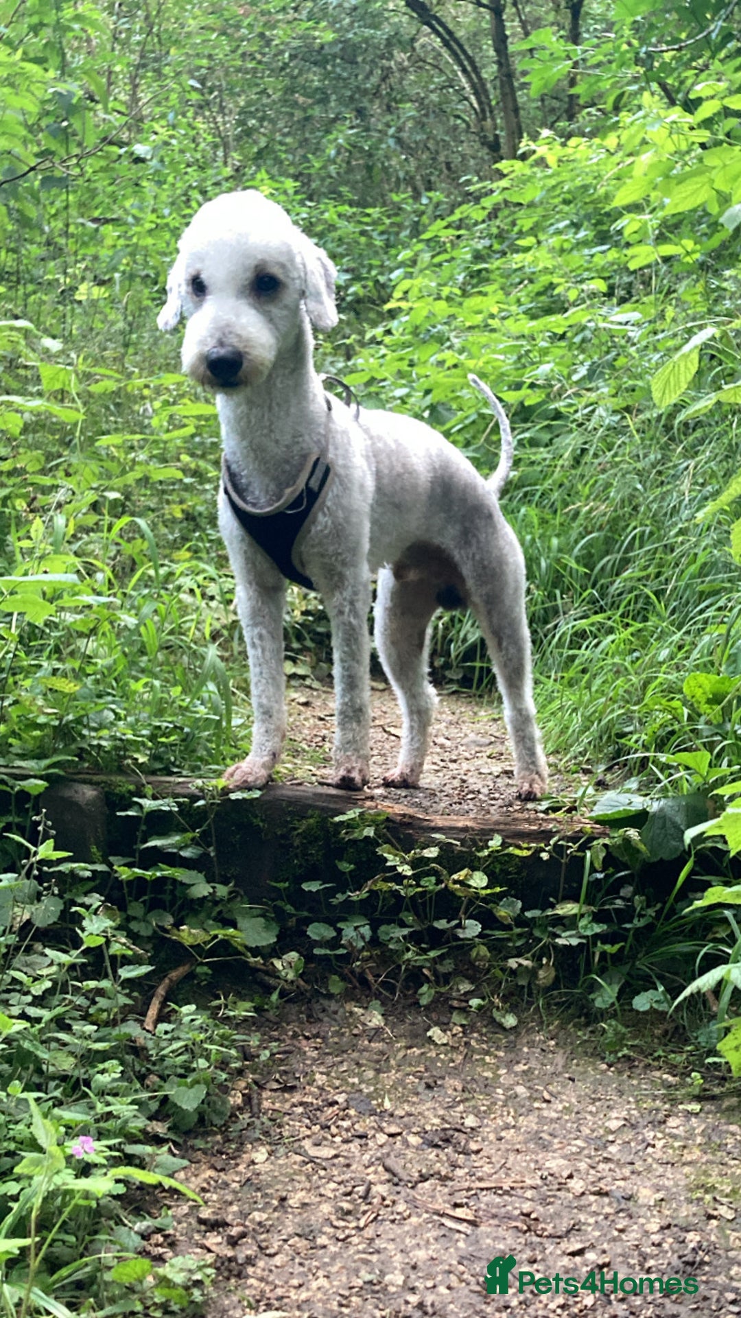 Bedlington Terrier dogs for stud: KC Registered Bedlington Terrier Stud in Ferryhill - Image 7
