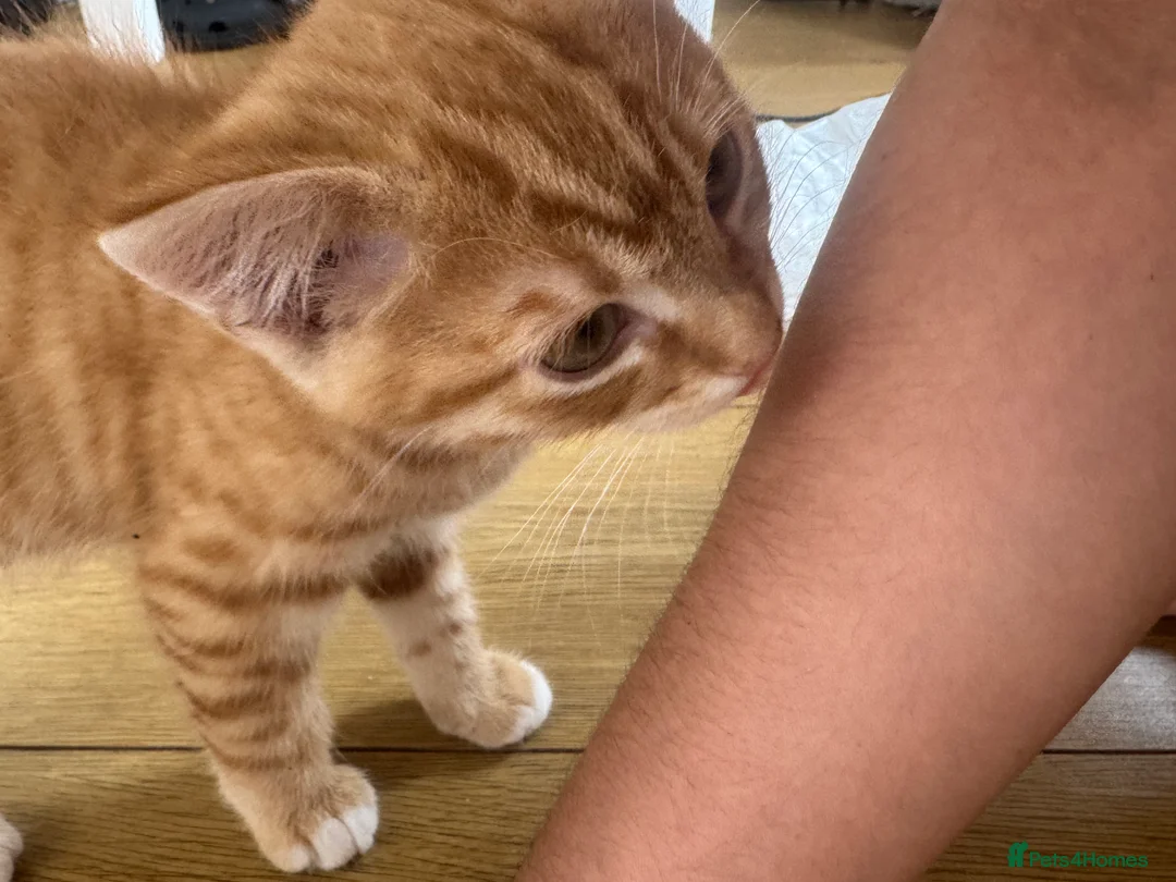 British Shorthair cats for sale: Playful kittens - Advert 5