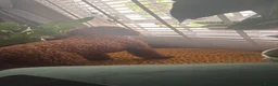 Cockapoo dogs for stud: Looking for a Stud F1 or F2 Cockapoo   - Advert 2
