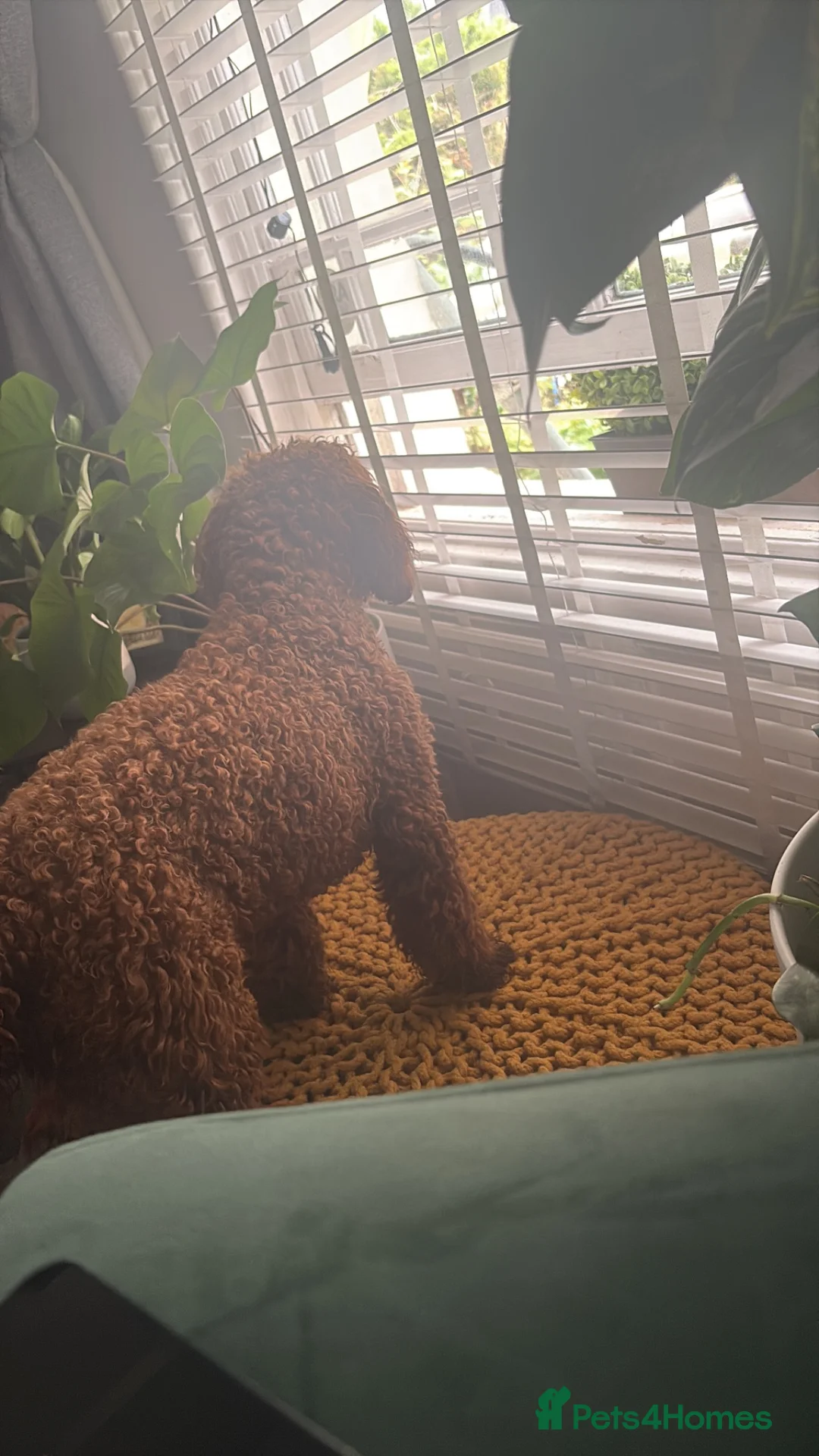 Cockapoo dogs for stud: Looking for a Stud F1 or F2 Cockapoo   - Advert 2