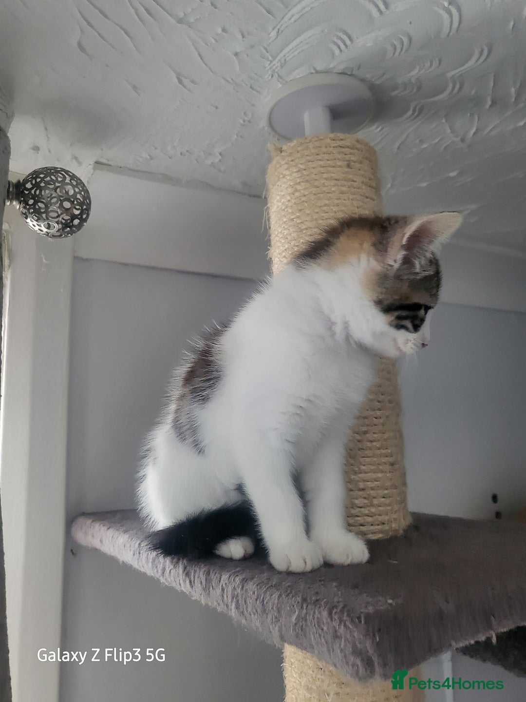 Domestic Shorthair cats for sale: Female tabbies  - Image 4