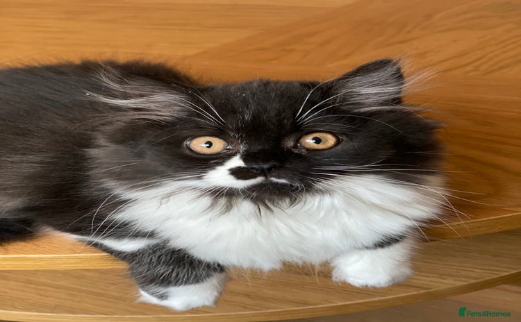 British Longhair cats - Advert 4