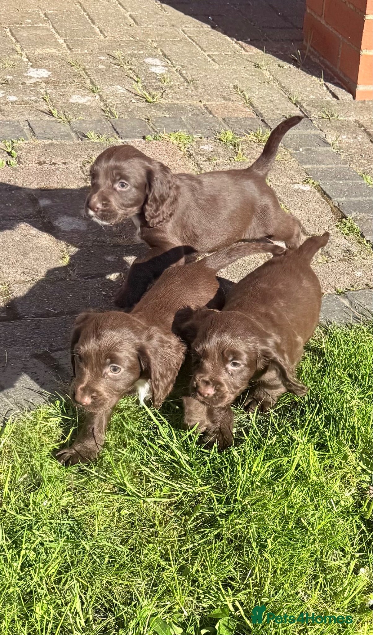 Cocker Spaniel dogs Cocker spaniel puppies  - Advert 6