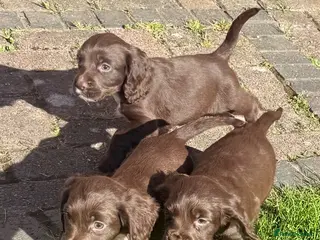 Cocker Spaniel dogs Cocker spaniel puppies - Advert 11