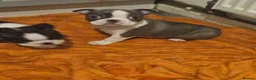 Boston Terrier dogs for sale: Stunning boston terrier puppies  - Advert 14