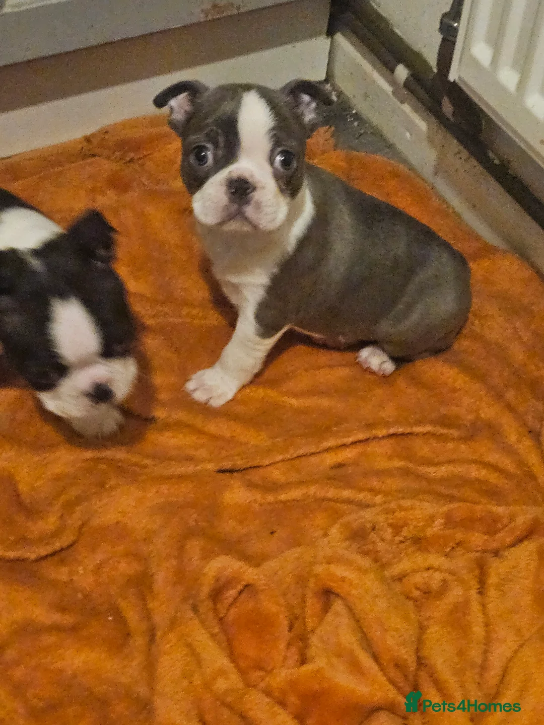 Boston Terrier dogs for sale: Stunning boston terrier puppies  - Advert 14