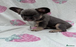 French Bulldog dogs for sale: Quality French bulldog puppies  - Image 8