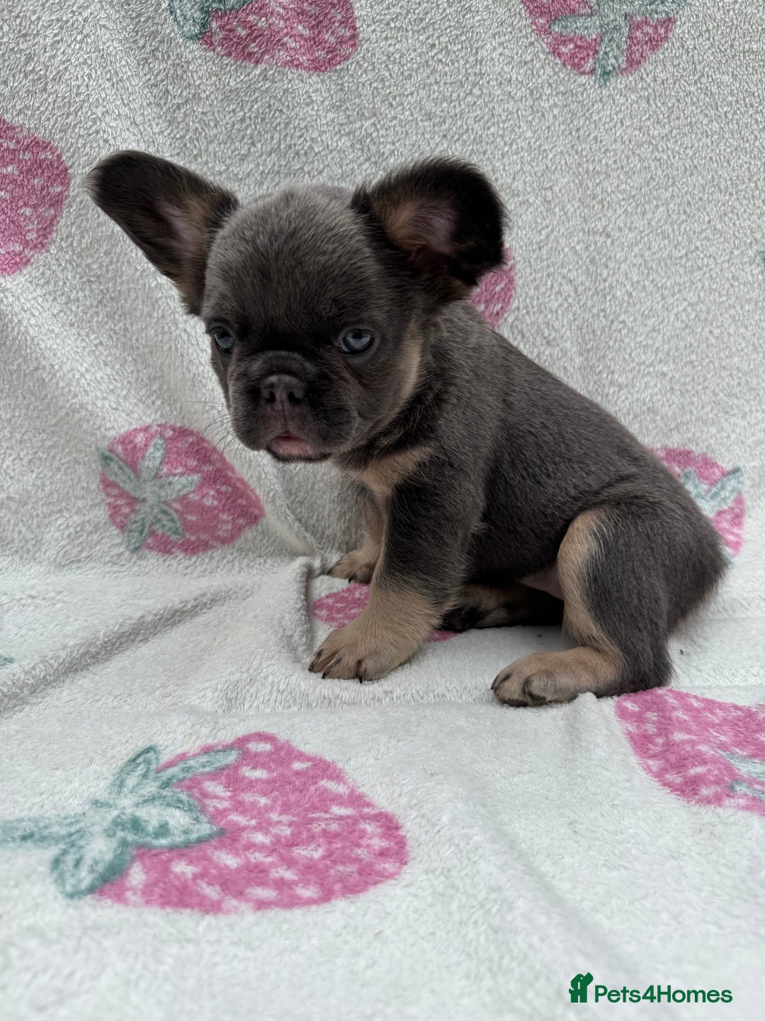 French Bulldog dogs for sale: Quality French bulldog puppies  - Image 8