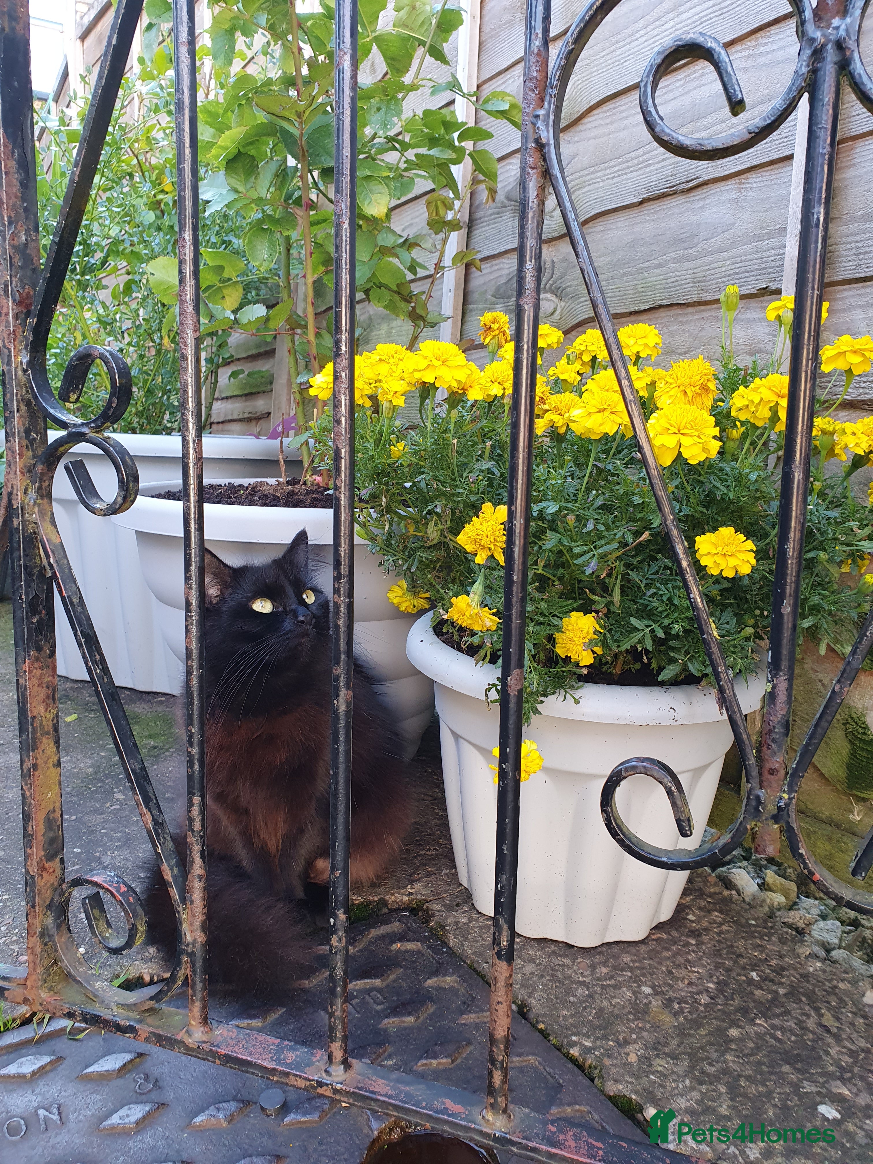 Turkish Angora cats Ms Svetlana - Advert 3