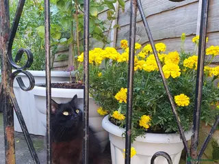 Turkish Angora cats Ms Svetlana - Advert 1