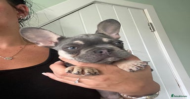 French Bulldog dogs - Advert 11