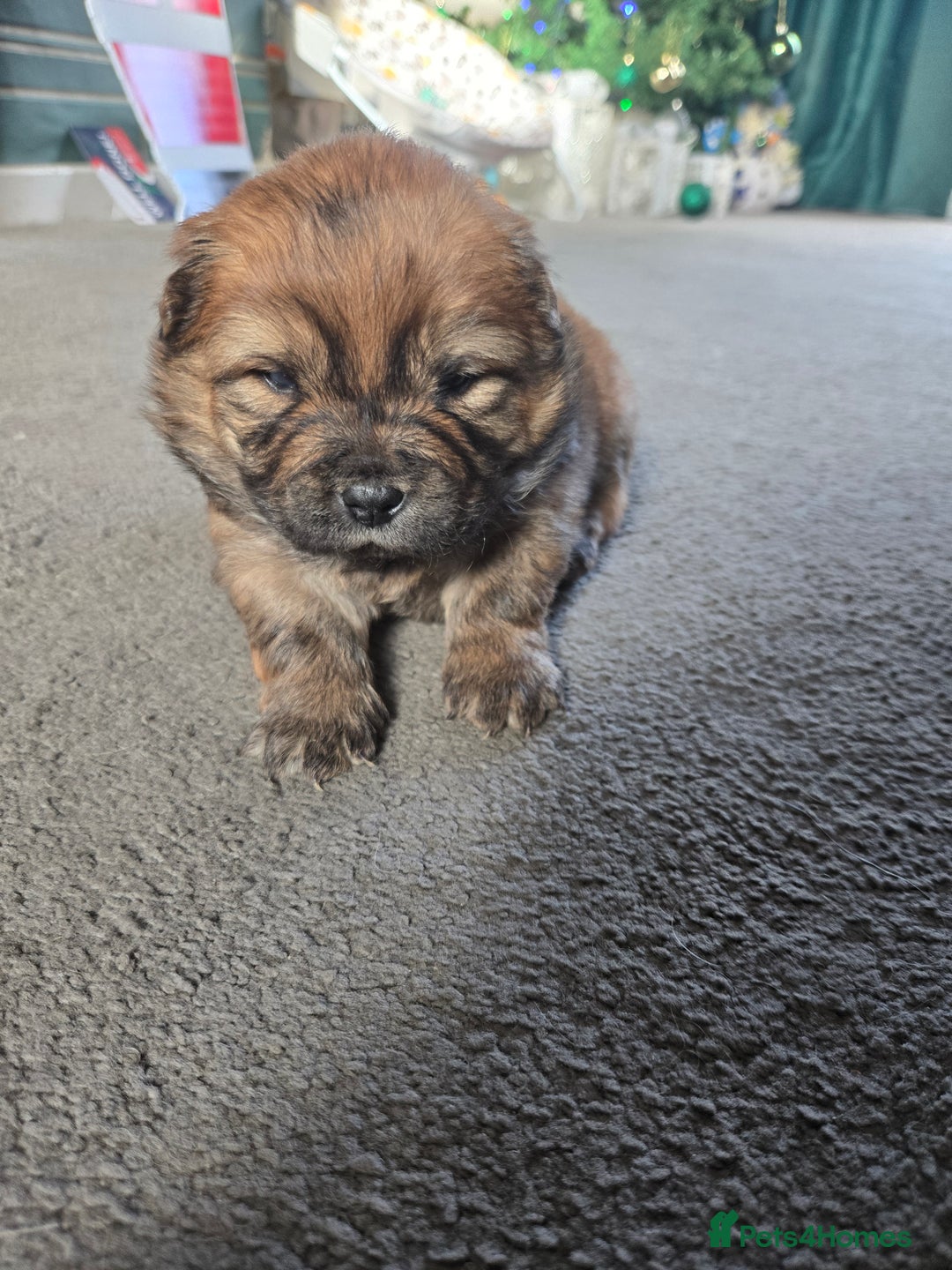 Chow Chow dogs for sale: Chow chow puppies - Advert 24