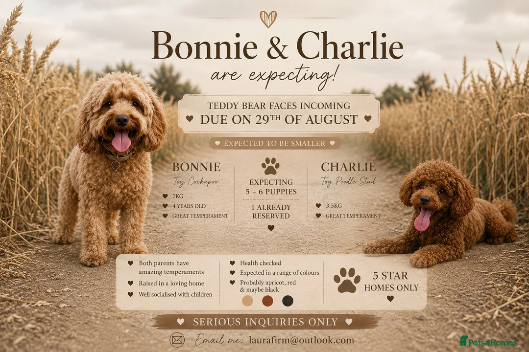 Cockapoo dogs for sale: ✨ EXCLUSIVE WAITING LIST NOW OPEN ✨ - Advert 1