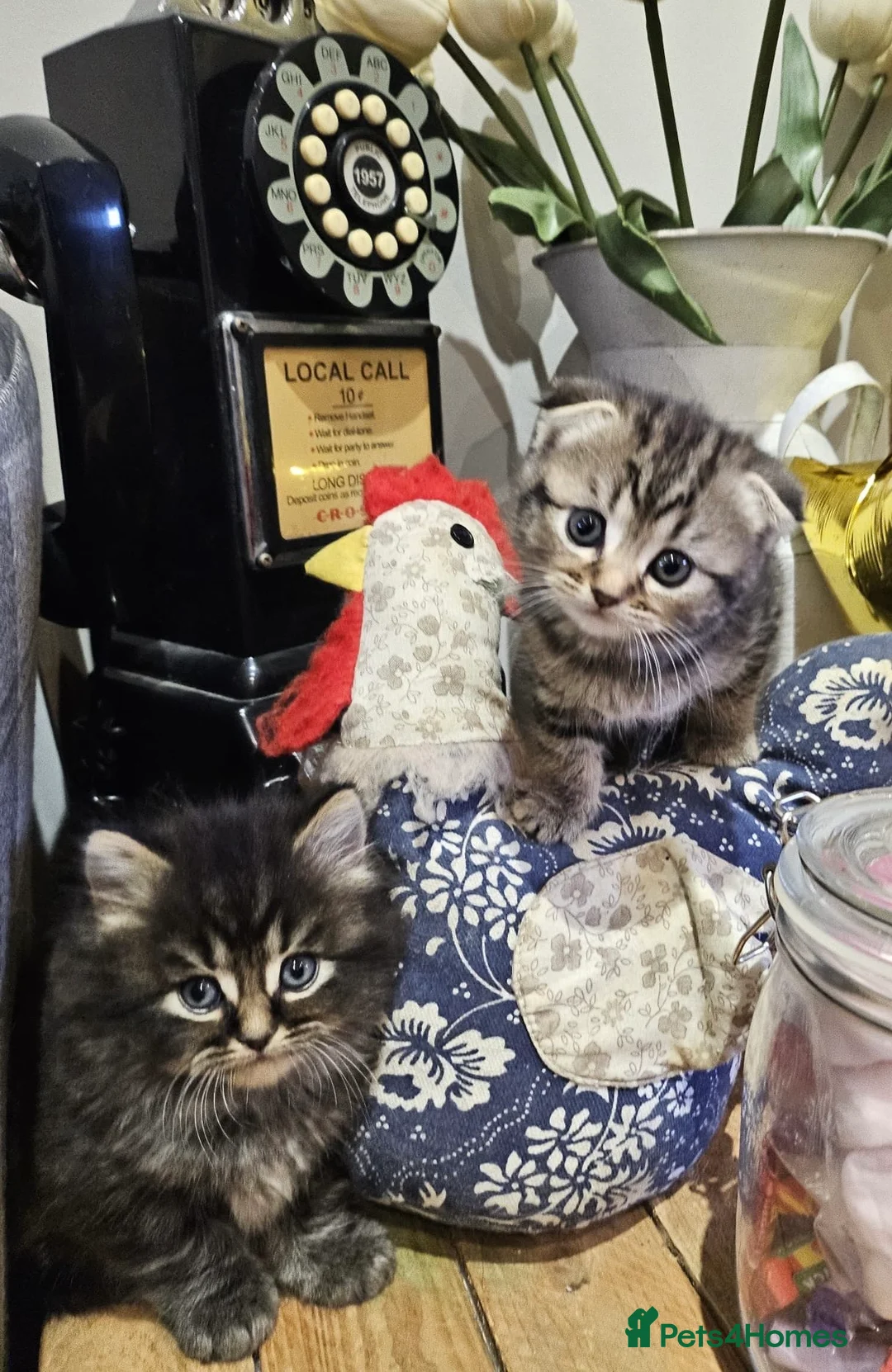 Mixed Breed cats for sale: British Shorthair X Siberian - Advert 3