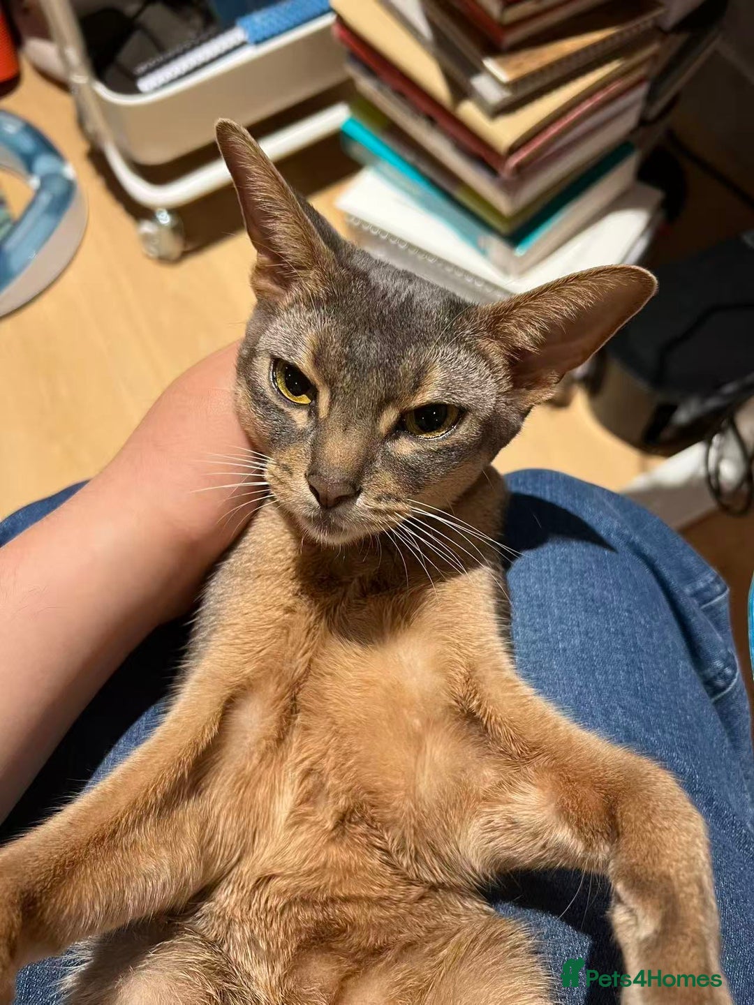 Abyssinian cats for sale: Male Abyssinian Cat Looking for a Loving New Home - Image 14