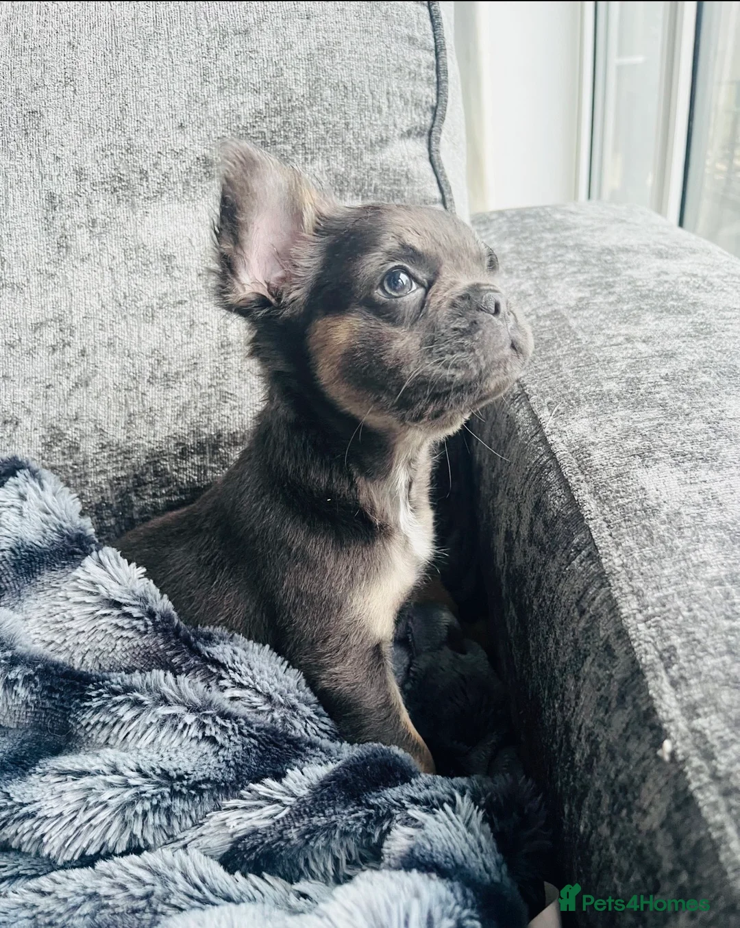 French Bulldog dogs for sale: Blue and tan frenchie girl  - Advert 2