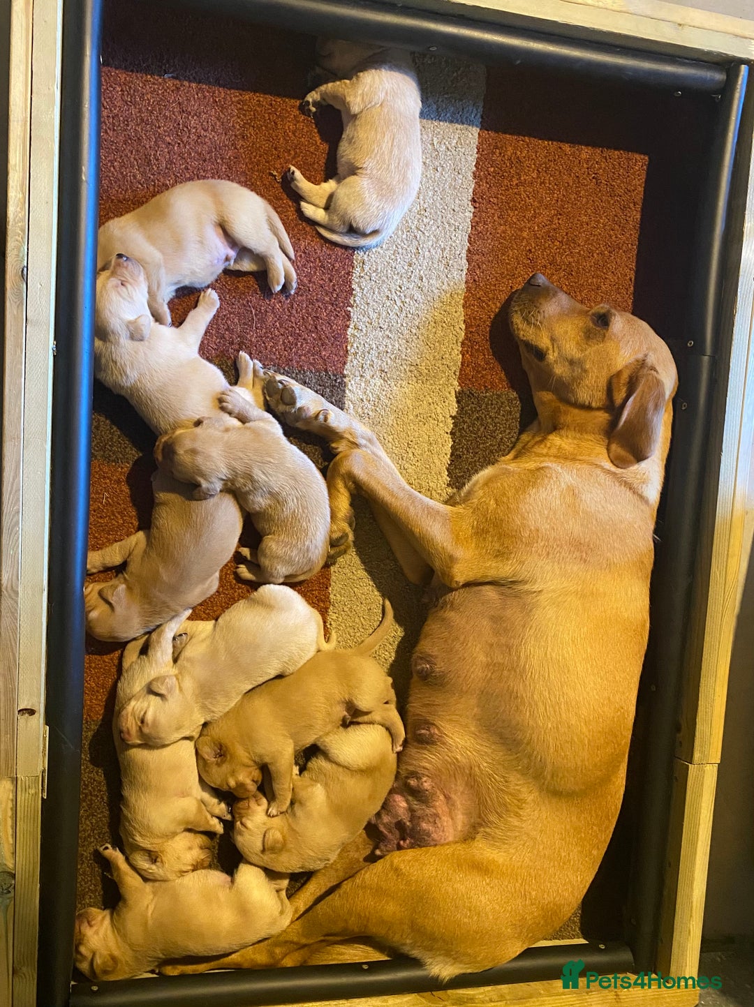 Labrador Retriever dogs for sale: Pedigree Labrador Pups - Image 6