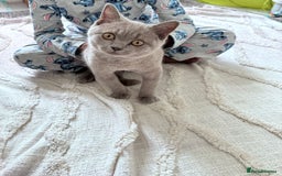British Shorthair cats for sale: BSH Male  - Image 2