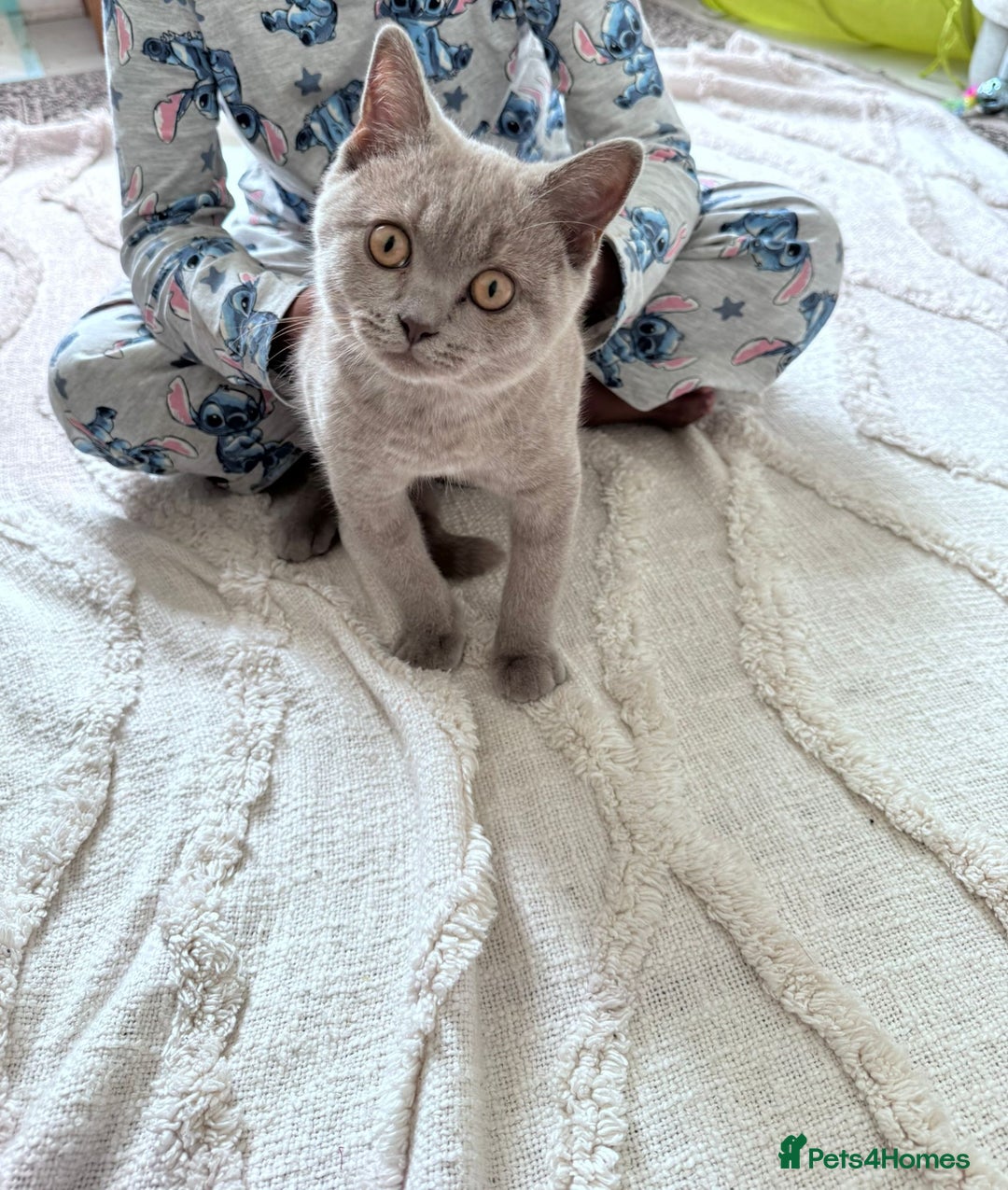 British Shorthair cats for sale: BSH Male  - Image 2