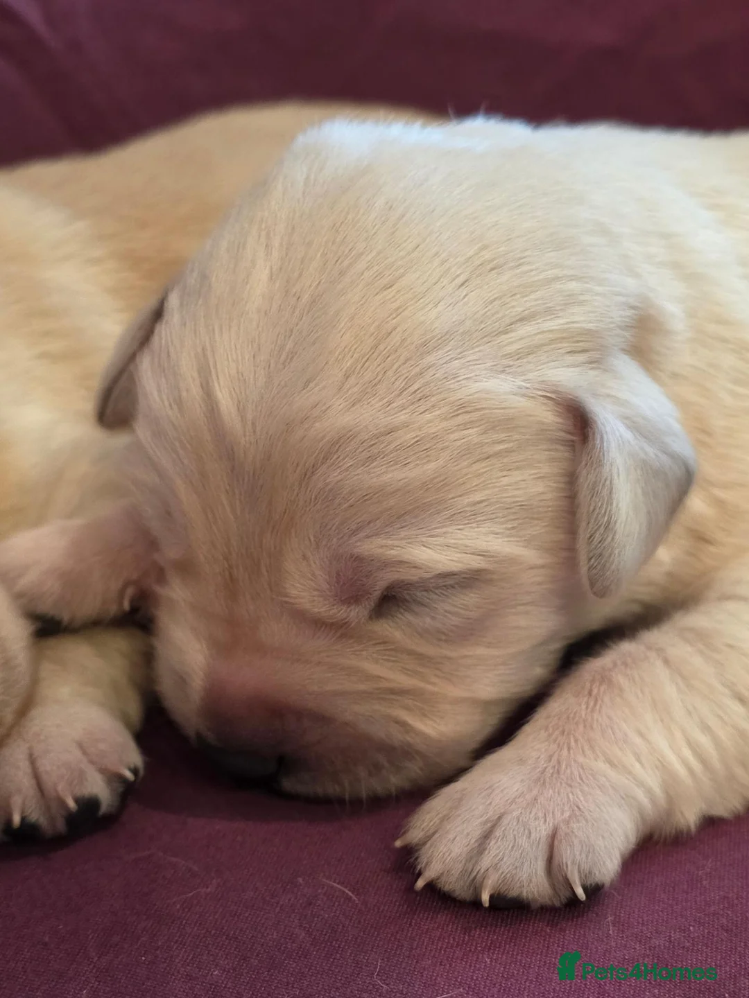 Goldador dogs for sale: Gorgeous KC Line Goldador Puppies 🐾  - Advert 29