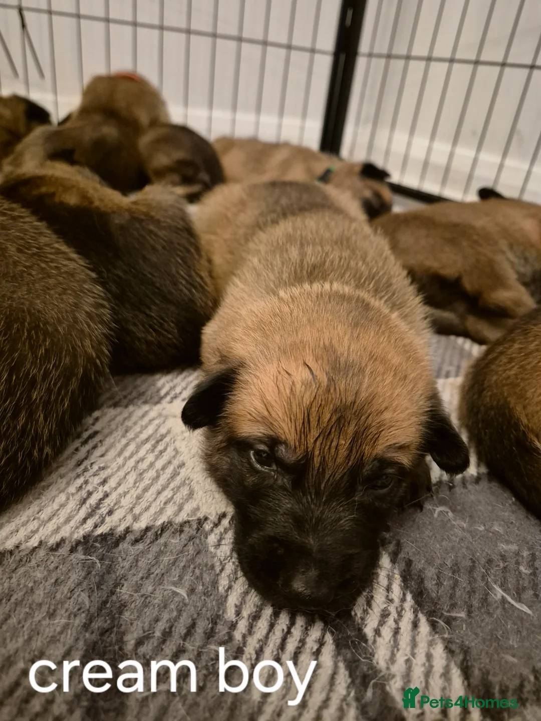Belgian Shepherd Dog dogs for sale: KC Registered Belgian Malinois - Advert 16