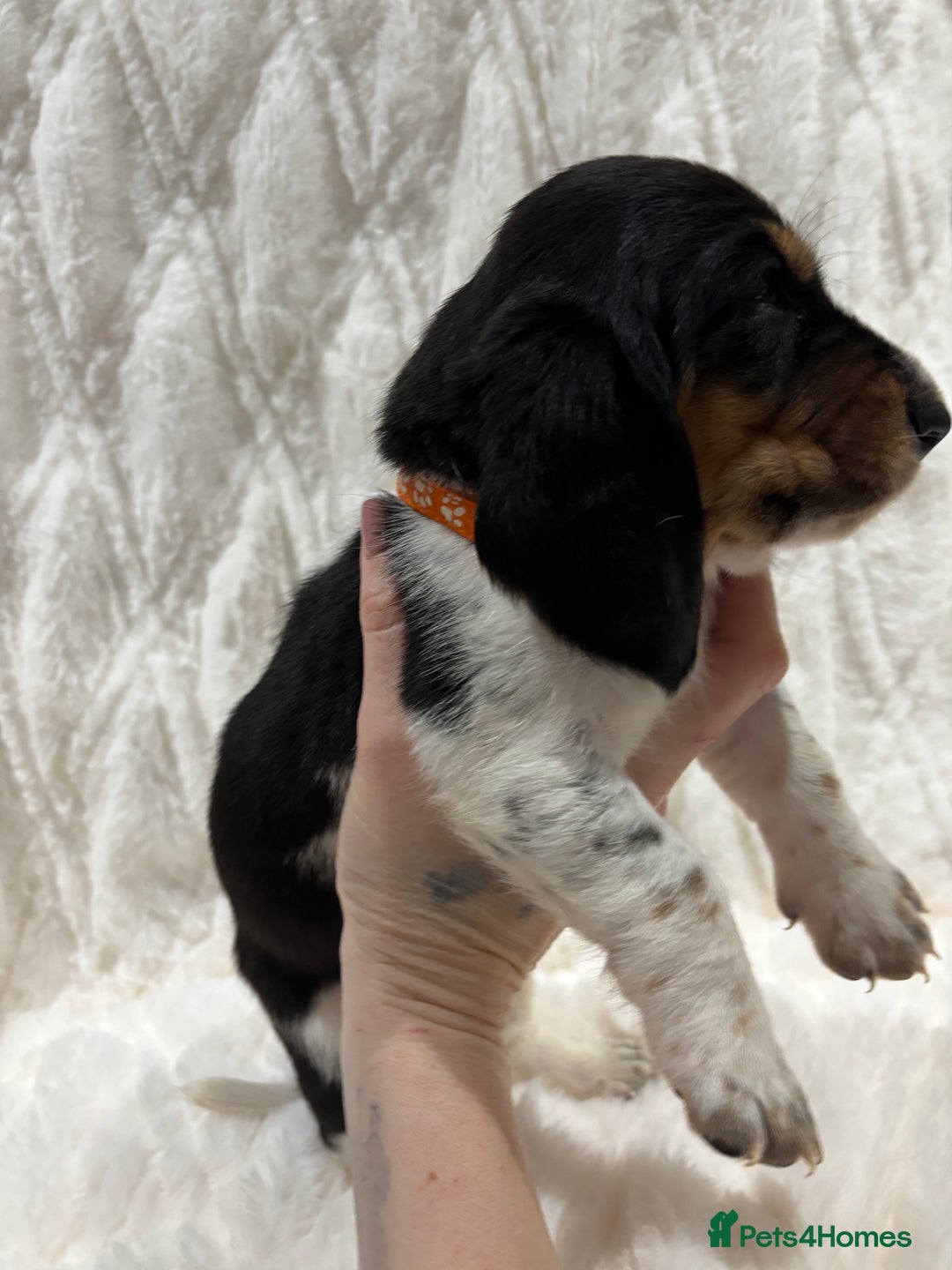 Basset Hound dogs for sale: Bassett hound puppies  - Advert 13