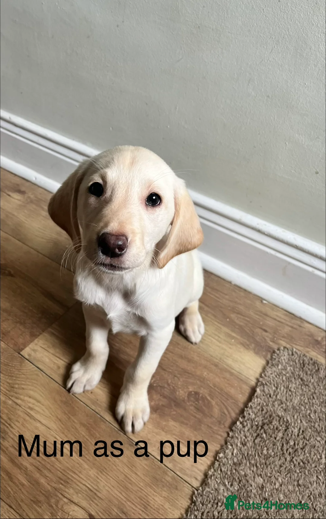 Labrador Retriever dogs for sale: Working Yellow And Red Labrador puppy’s! - Advert 13