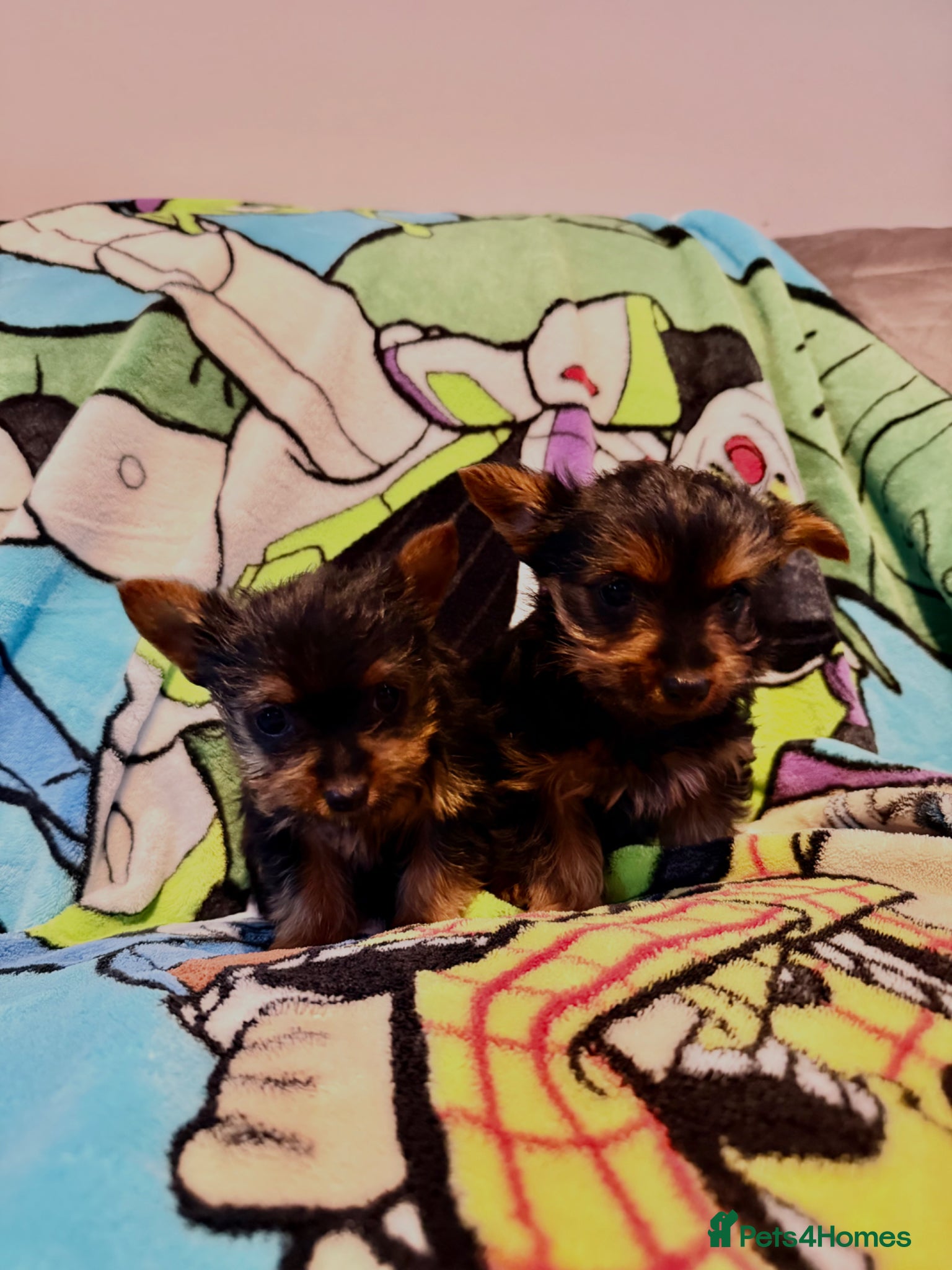 Yorkshire Terrier dogs for sale: yorkshire terrier puppies  in Leicester - Advert 9