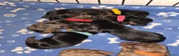 Miniature Dachshund dogs for sale: Miniature dacshund - Advert 4