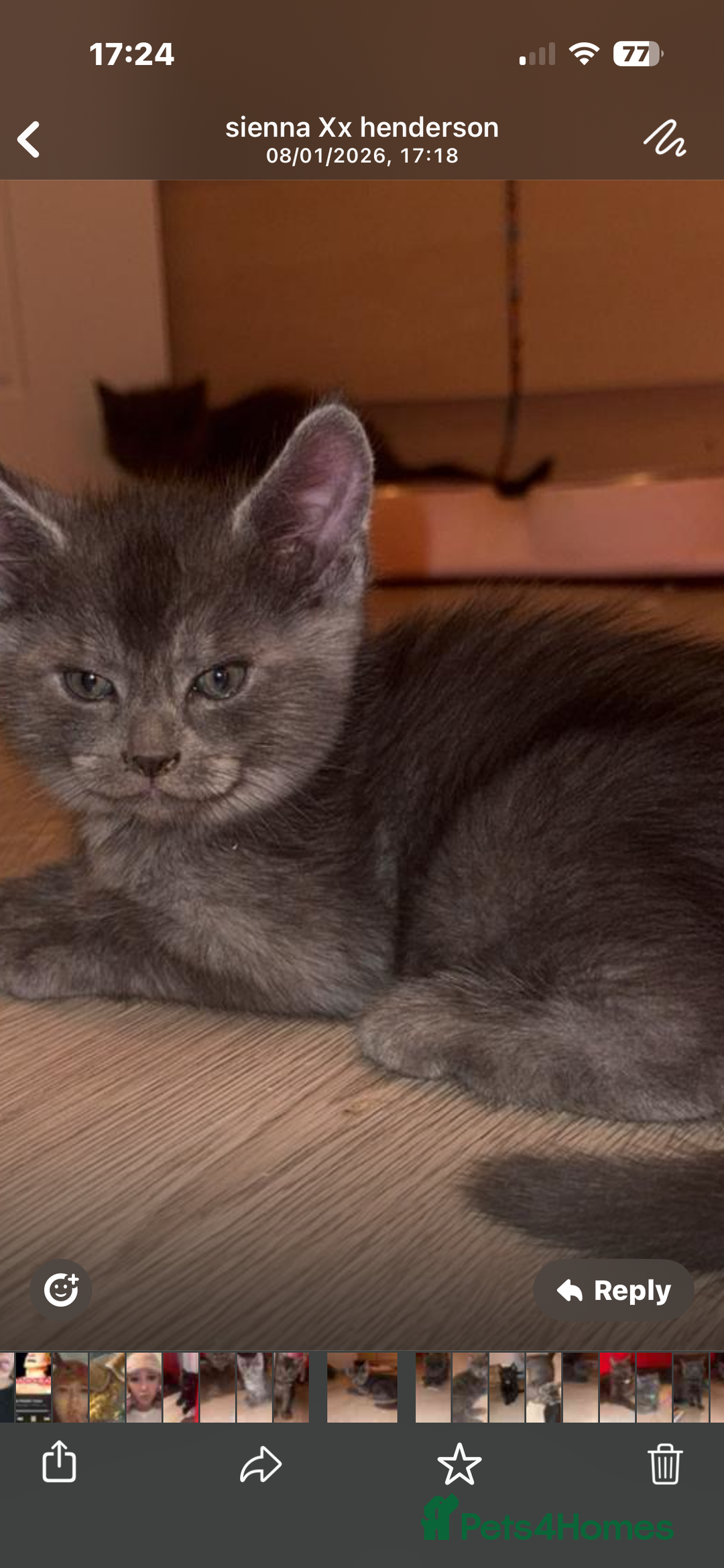 Mixed Breed cats for sale: Mainecoon cross - Advert 12